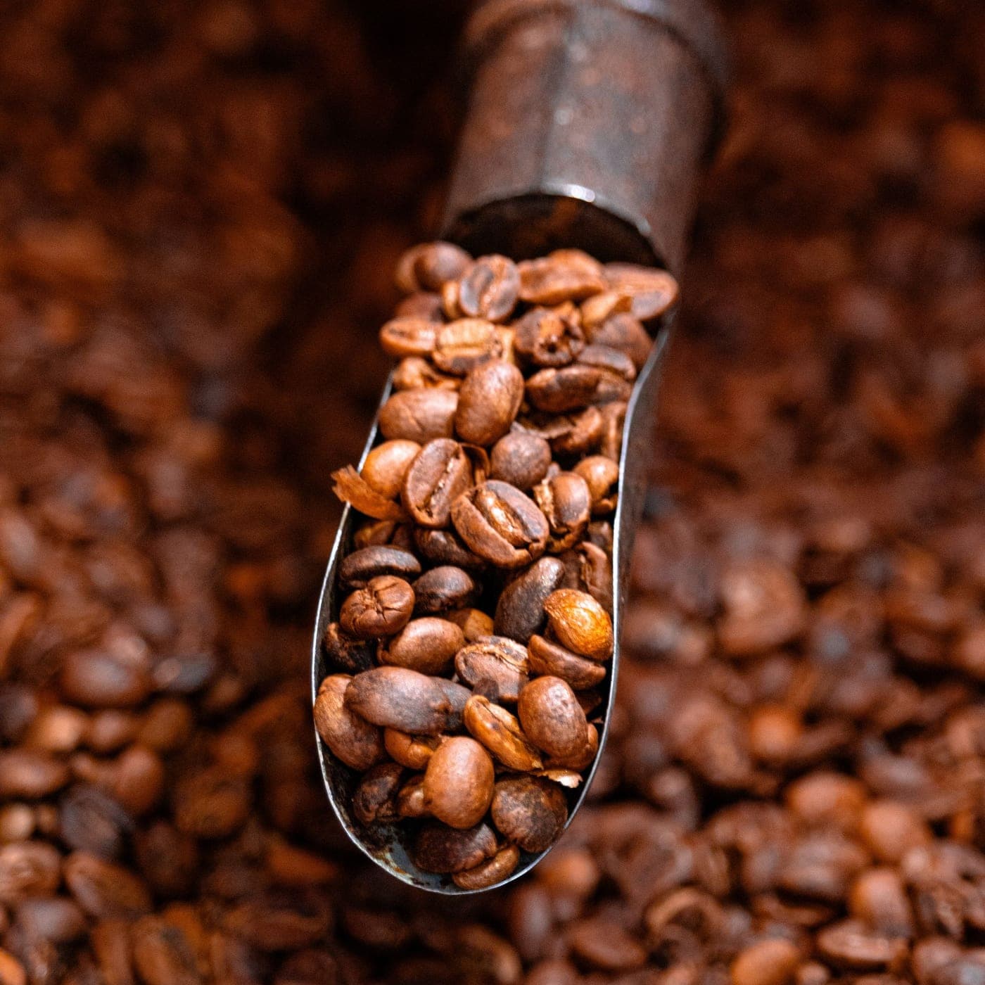 This week's single origin, roasted in Montana